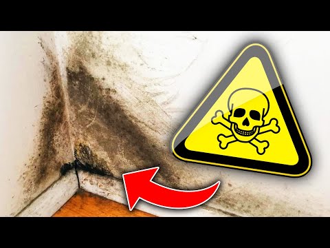 10 Warnings of Mold Toxicity in your Home Black Mold Symptoms