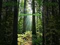 Relaxing forest ambience #naturallife #nature #relaxing #beatifulnature