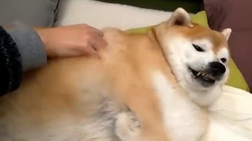 BIG SHOBE (re uploaded)