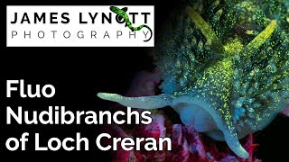 Fluo Nudibranchs Of Loch Creran