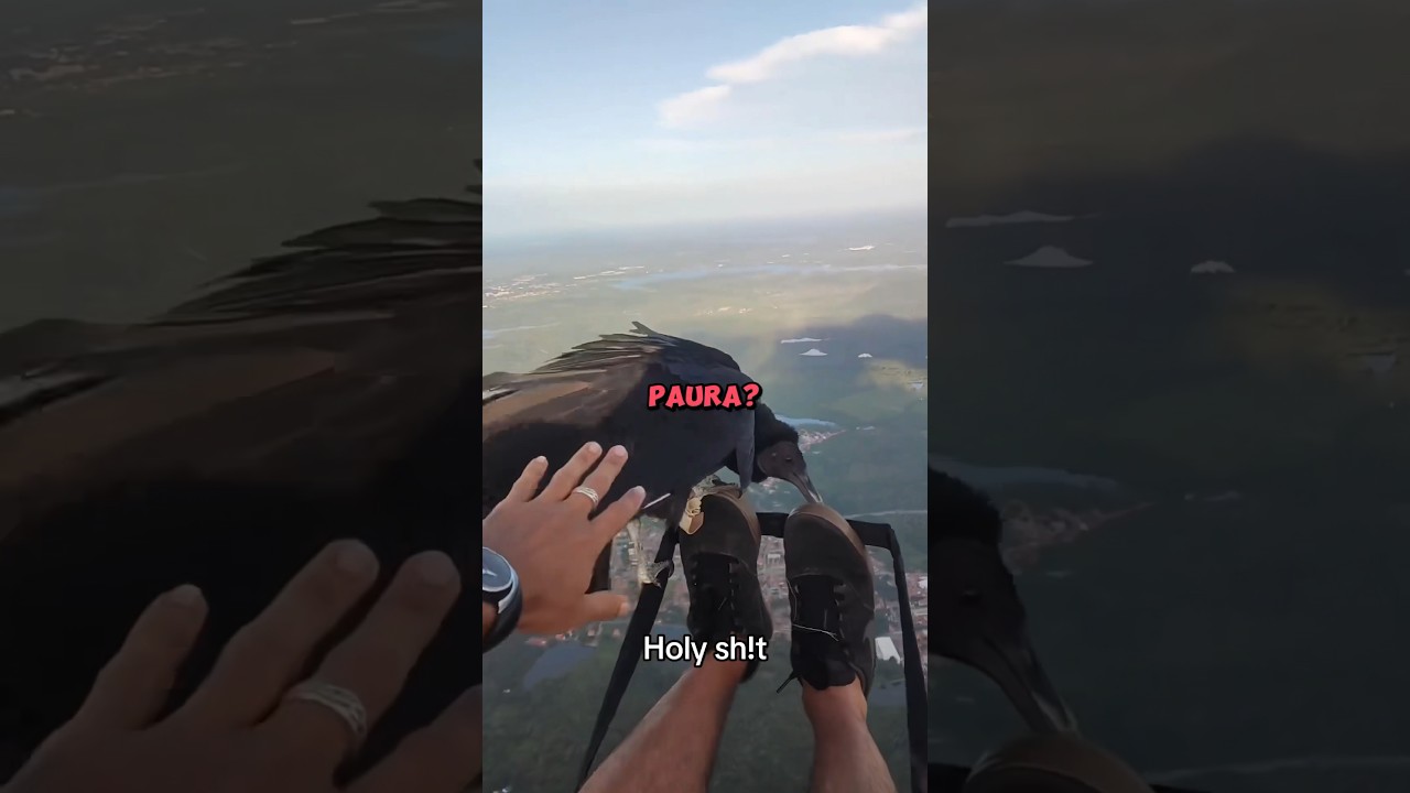 Si è ritrovato un’aquila addosso..😱