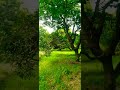 Front View of Indian Mango Tree#shorts#tree#mango