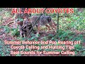 ALL ABOUT COYOTES  Summer Behavior and Pup Rearing pt.1 Coyote Calling and Hunting Tips