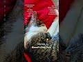 Awww So cute🥹🫶🏽😩 #shorts #cats #catvideos