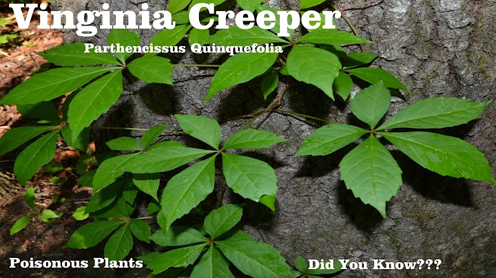 Virginia Creeper | Parthenocissus quinquefolia | B...