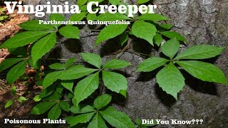 ⟹ Virginia Creeper | Parthenocissus quinquefolia | Be careful with this plant and here's why!