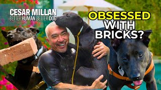 Download Lagu Why Is This Dog Obsessed with Bricks? MP3 Download Lagu Why Is This Dog Obsessed with Bricks? MP3