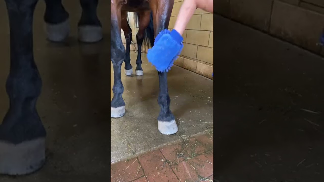 Union Bio Bio.Tite Defaticante Per Cavalli 5kg - Naturale Per Muscoli, Tendini E Legamenti - Foto 5