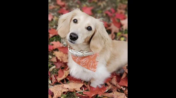 SWO Pet Collective - Dudley the Doxie