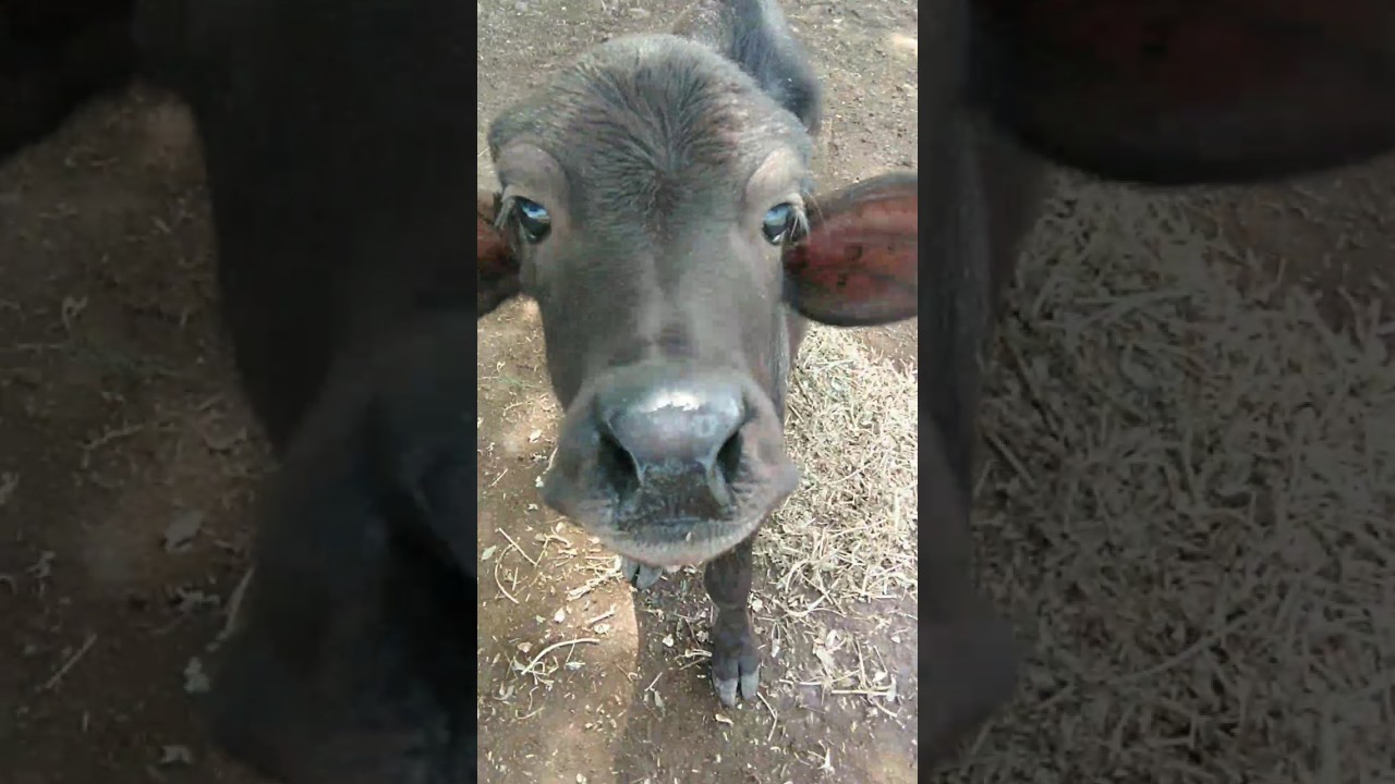 Bhudu ka Bachha Kyu Khada hai 😯👀 