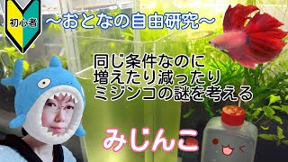 大人の自由研究【ミジンコを増やそう】