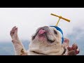 French Bulldogs Funny Moments & Fails Compilation #9 французский бульдог приколы