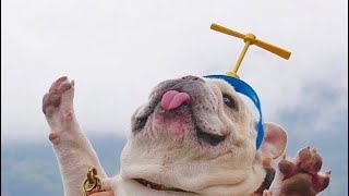 French Bulldogs Funny Moments & Fails Compilation #9 французский бульдог приколы French Bulldogs Funny Moments & Fails Compilation #9 французский бульдог приколы