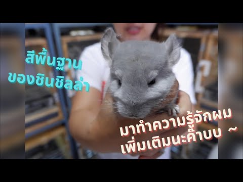 EP.2 | สีพื้นฐานของชินชิลล่า มีอะไรบ้างน๊า ~~~