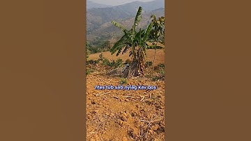 tub sab nyiag kav qos ntoo 8/4/2024