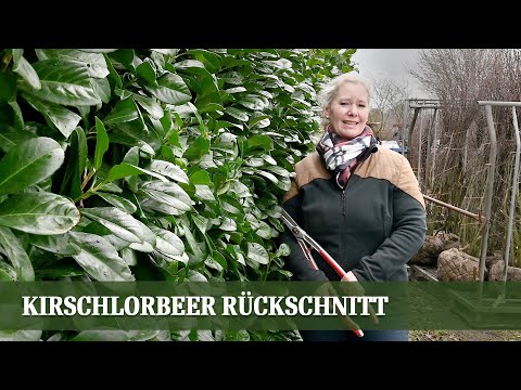 Video: Grüne Hecke: Arten, Gerät, Pflanzen, Schnitt, Foto