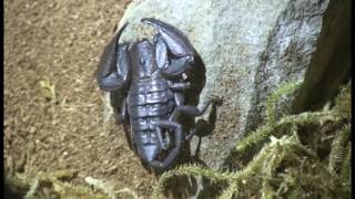 Download Lagu Bouncing baby scorpion MP3