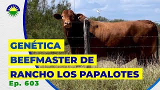 603. Genética Beefmaster de Rancho Los Papalotes