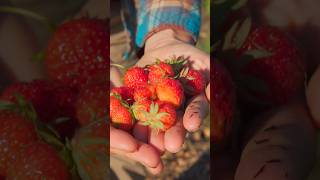 Tour Our PERMACULTURE ORCHARD #orchard @FlockFingerLakes