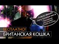 БЕСПЛАТНО! Британская кошка в хорошие руки!