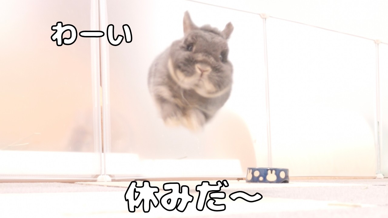 Mimi was so happy it was a day off that she came hopping over when