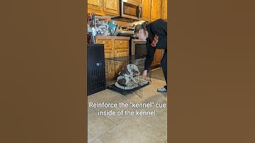 Introducing the crate to puppies and rescue dogs!