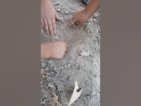 Чубакабра - YouTube