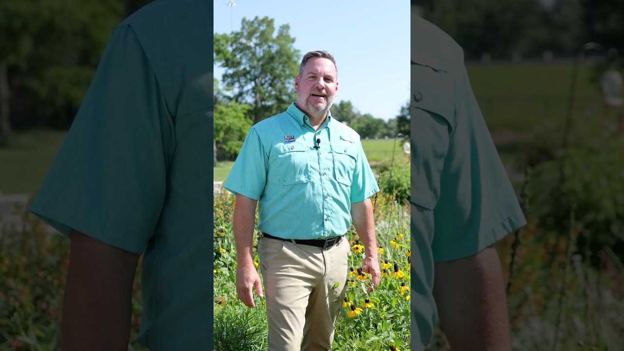Try these pollinator plants