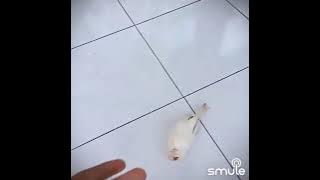 kadung apes cover by Nengah Wana Giri