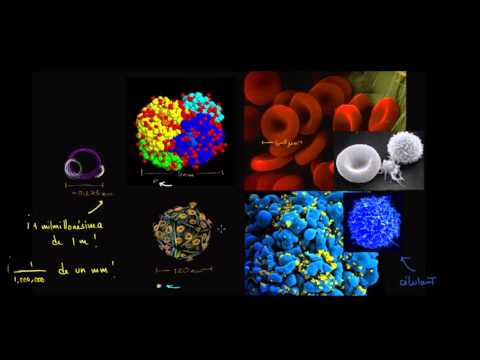 Vídeo: Què és una escala en biologia?