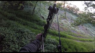 Exciting roe buck hunting in Denmark