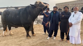 How to Select Buffalo Bull For Breeding by Pir Israr Ahmed Shah Sb