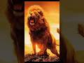 Why Is The Lion The King Of The Jungle Lion 