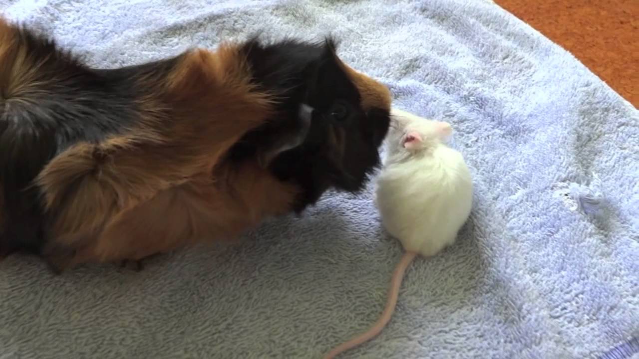 Falcon the Guinea Pig meets Snowy the Mouse! - YouTube