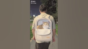 Funny cat is hiding in the bag