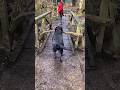 Genius Dog Trick #shorts #dogi