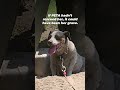Pancake was so desperate to escape the heat that she clawed through the dirt...