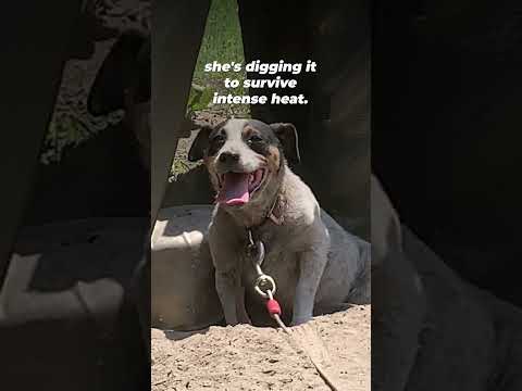 Pancake was so desperate to escape the heat that she clawed through the dirt...