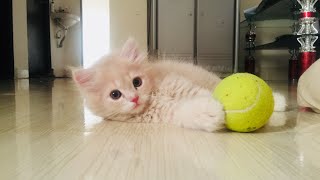 How to train your persian cat kitten |spa|cat|cutecat|grooming