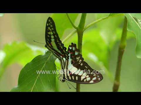 Common Jay butterflies coupled on a leaf | Macro study of swallowtail reproductive behaviour