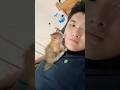 #foryou #funny #cat #shortvideo #yutube