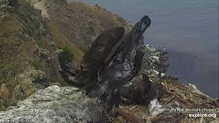 Catalina Island Bald Eagle Cam -West End - Kana’kini Hovering! \/ explore.org 5\/26\/22