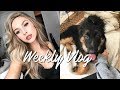 VLOG WEEK 3 | NEW HAIR & A NEW PUPPY???