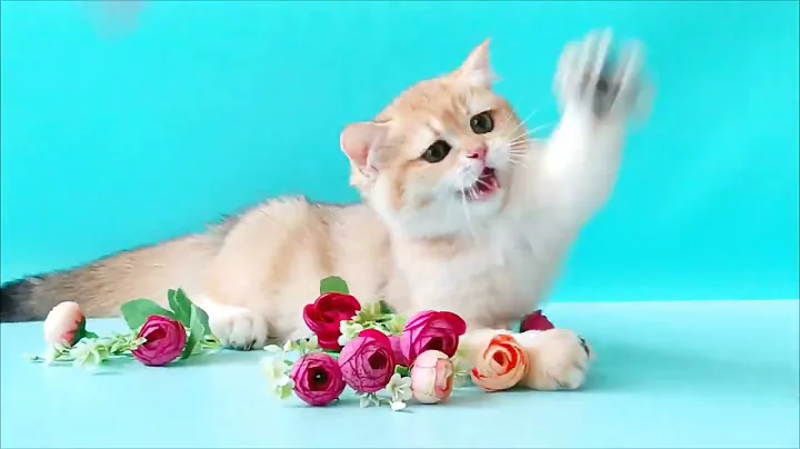 Video 6698411: golden british kitty, british kitten, british cat, lovely british