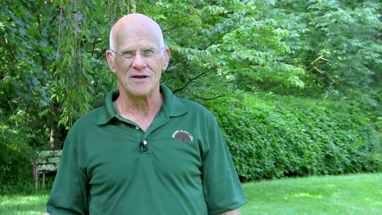 The Real Facts About Organic Lawn Care