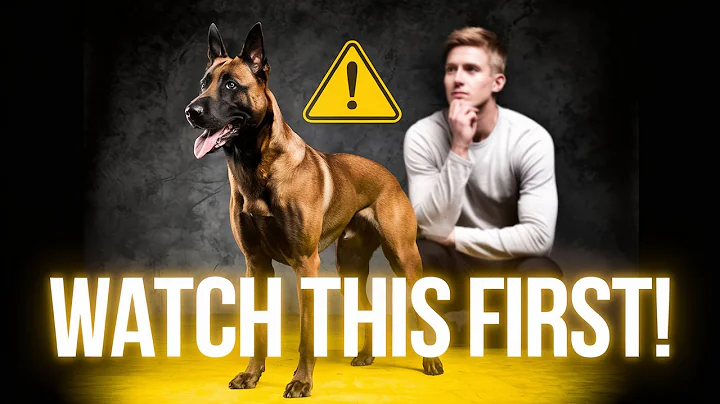 Watch This Before Getting A Belgian Malinois in 2025!