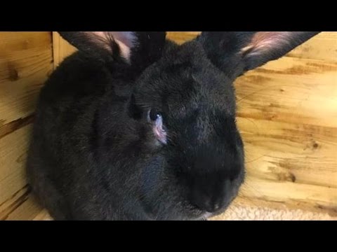 Video: Simon The Giant Rabbit Mysteriously Dies At United Airlines Flight