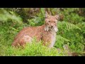 Amazing Scene of Wild Animals In 4K - Scenic Relaxation Film Mp3 Song