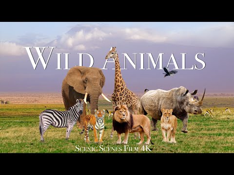 Amazing Scene of Wild Animals In 4K - Scenic Relaxation Film