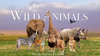 Amazing Scene of Wild Animals In 4K - Scenic Relaxation Film